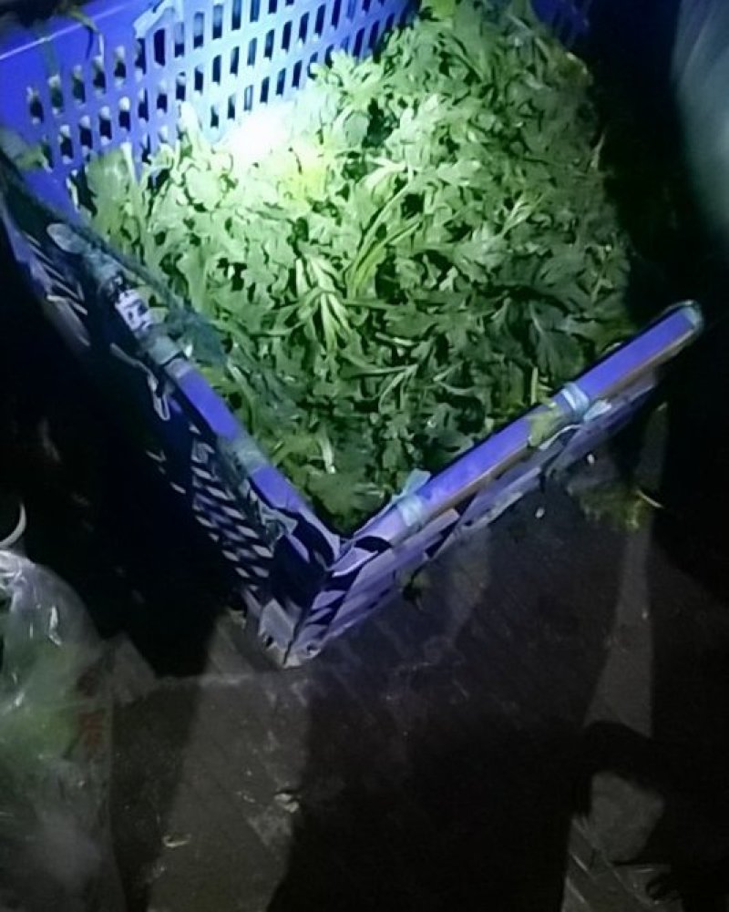 茼蒿，质量好，品质保证