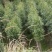 拟单性木兰（云南马关袋苗）
