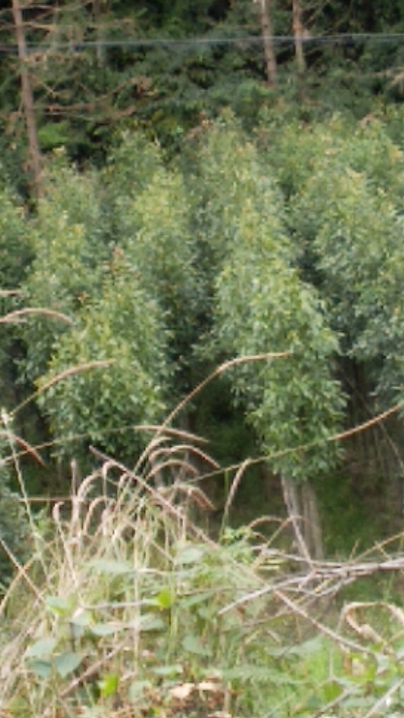拟单性木兰（云南马关袋苗）