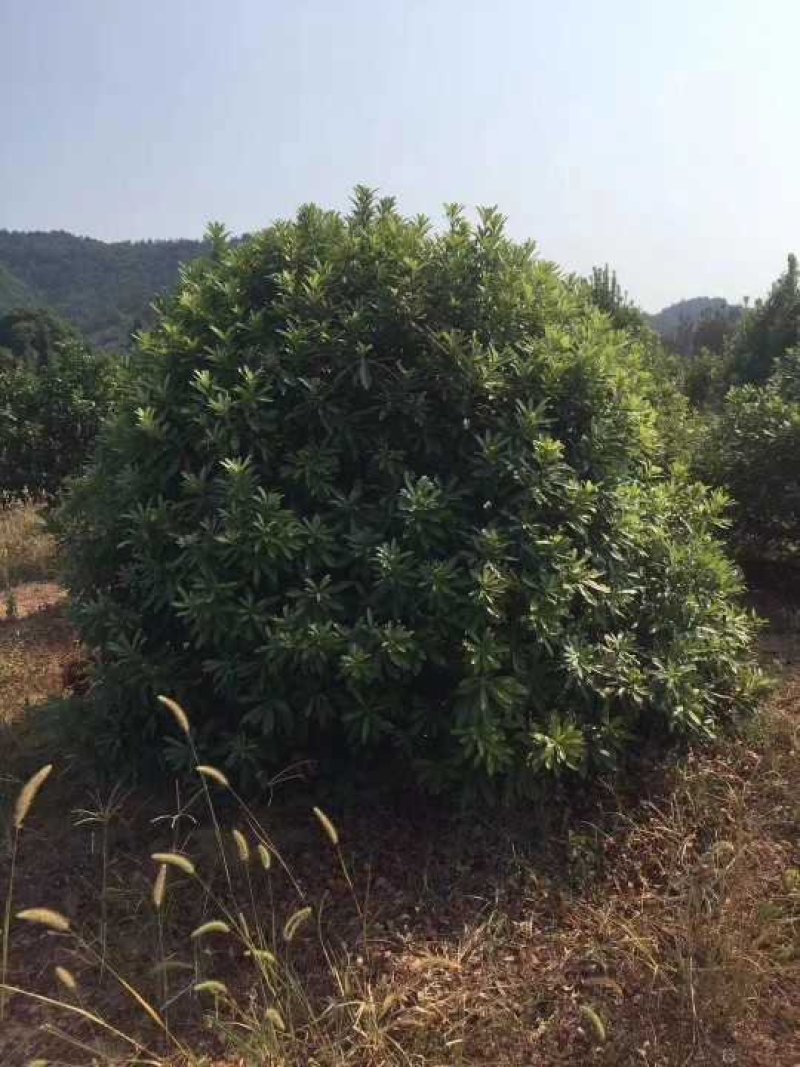 杨梅冠，杨梅球，东魁，台梅，各种供应不同的规格