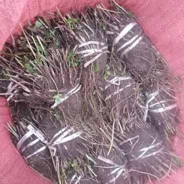 当归苗当归种苗岷县当归苗岷县***当归种苗