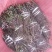 当归苗当归种苗岷县当归苗岷县***当归种苗