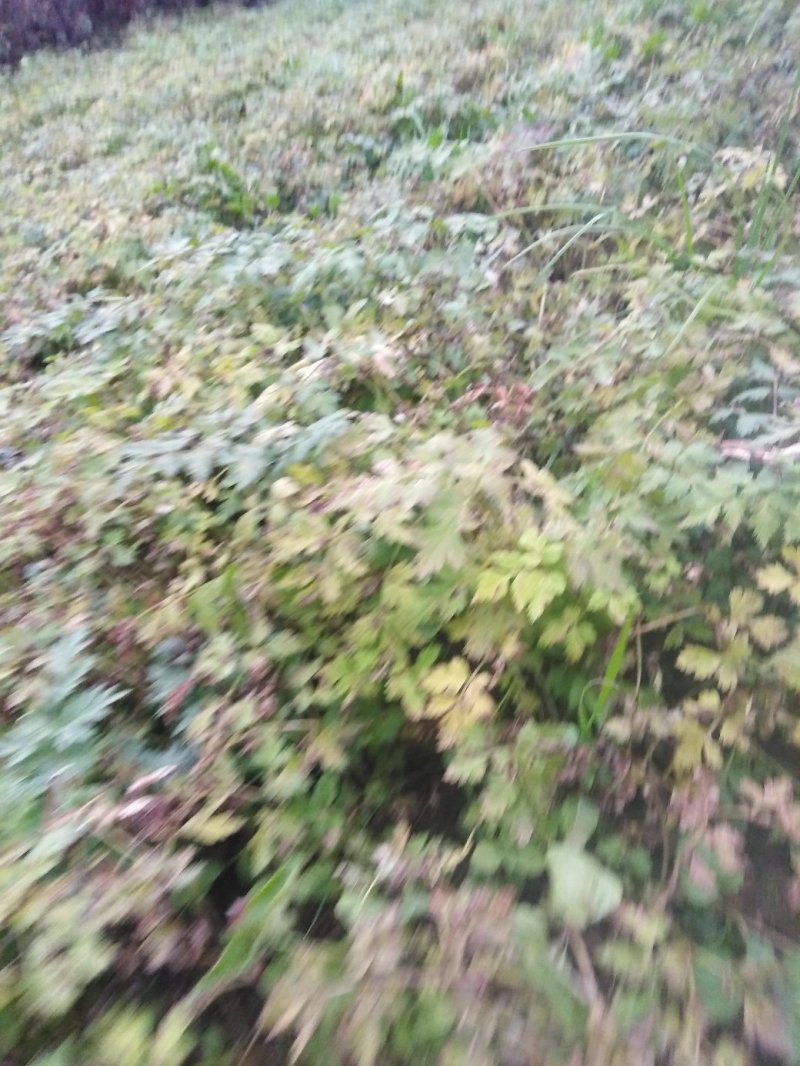 当归苗当归种苗岷县当归苗岷县***当归种苗