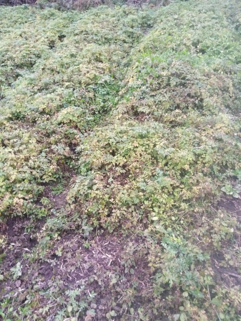 当归苗当归种苗岷县当归苗岷县***当归种苗