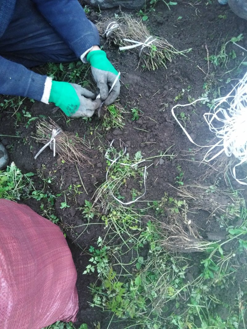 当归苗当归种苗岷县当归苗岷县***当归种苗