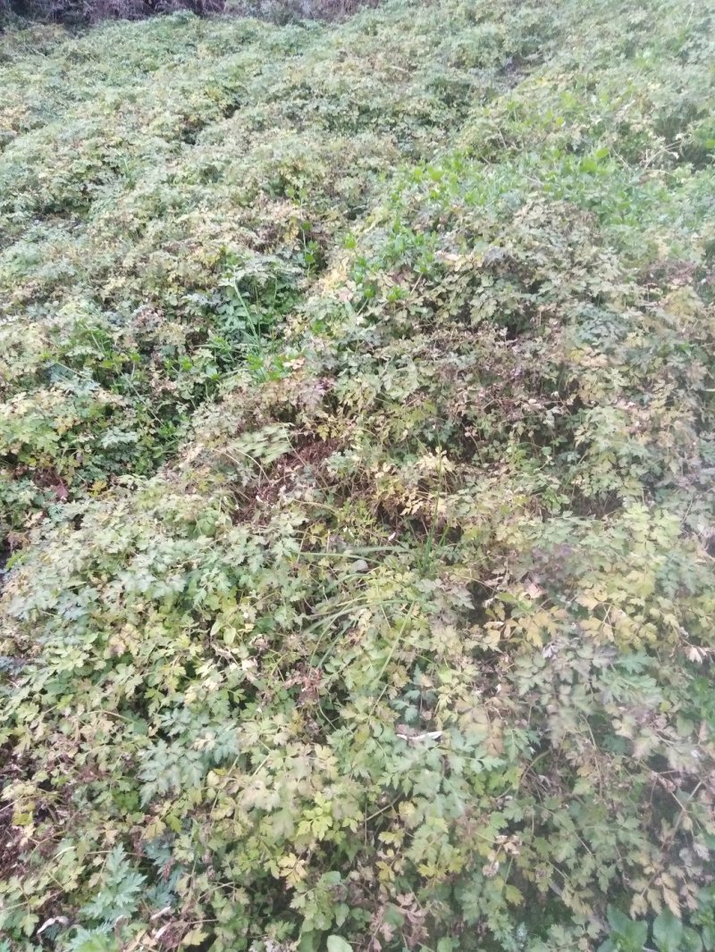 当归苗当归种苗岷县当归苗岷县***当归种苗