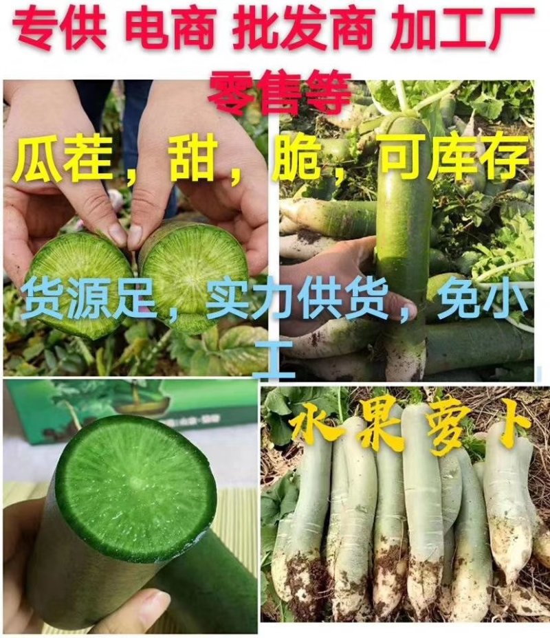 潍坊青萝卜，瓜茬萝卜，诚信合作供应商超市场