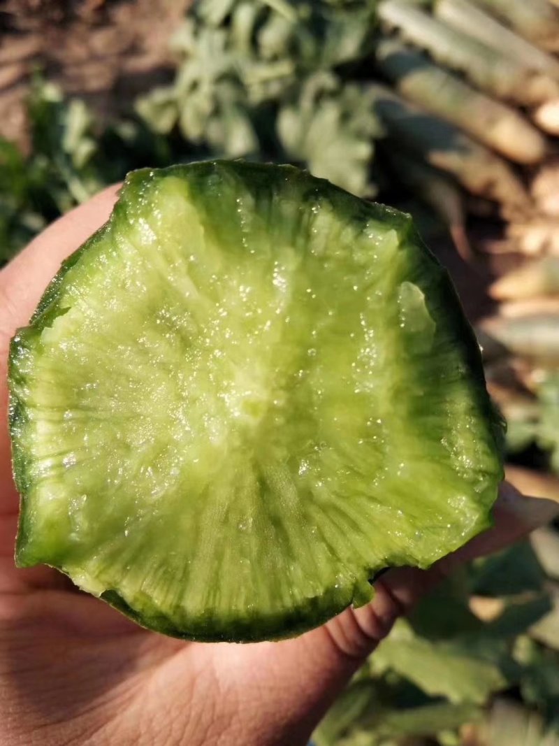 潍坊青萝卜，瓜茬萝卜，诚信合作供应商超市场