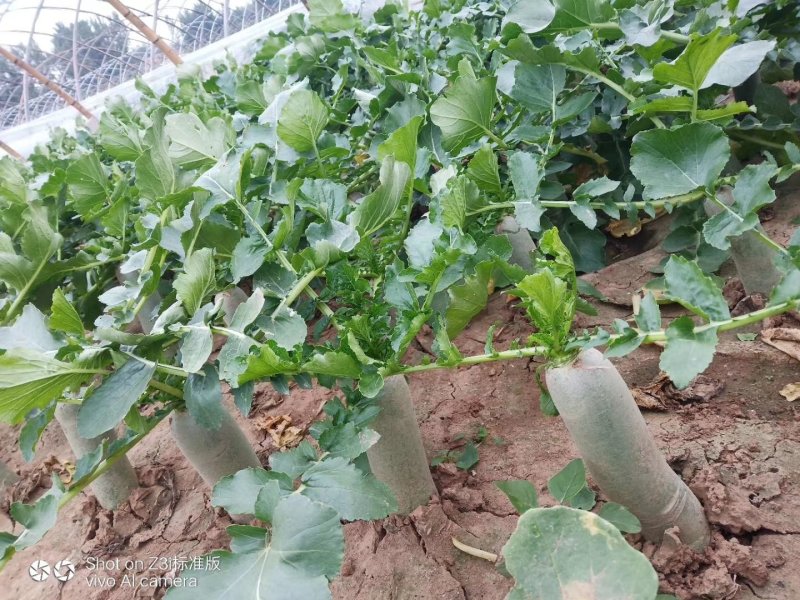潍坊青萝卜，瓜茬萝卜，诚信合作供应商超市场