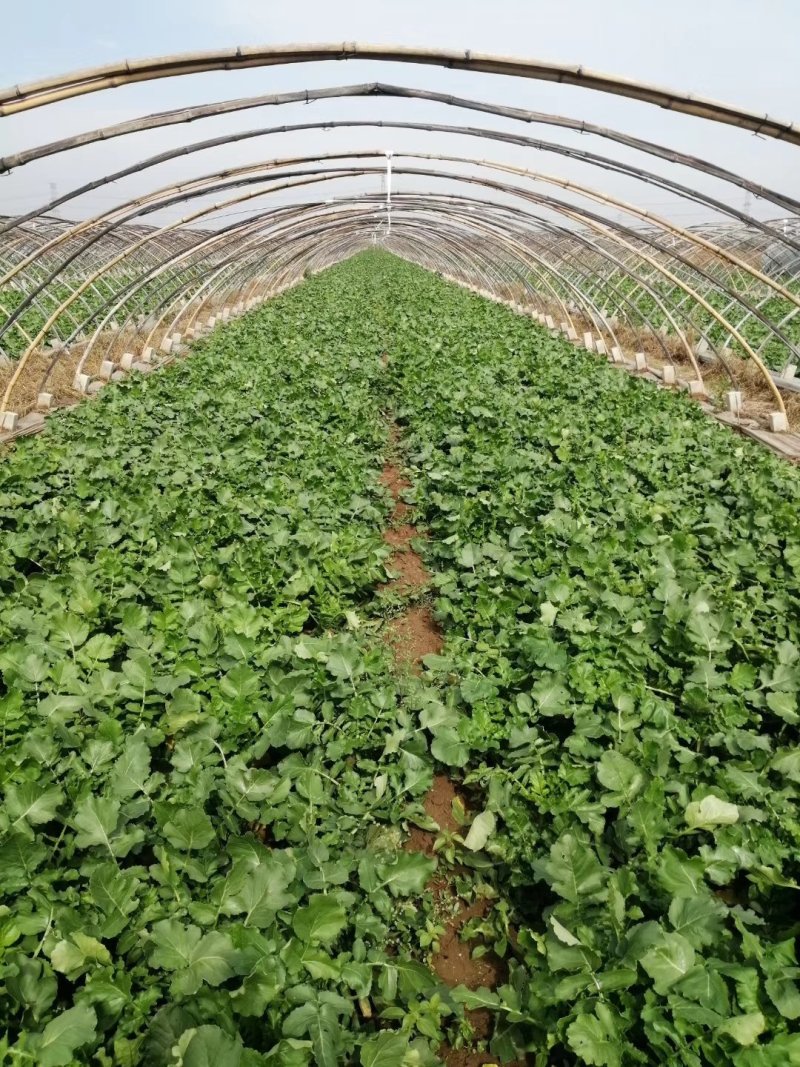 潍坊青萝卜，瓜茬萝卜，诚信合作供应商超市场