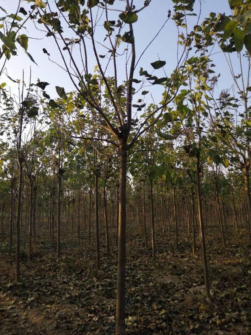 梓树10公分精品梓树价格美丽量大优惠先到先得