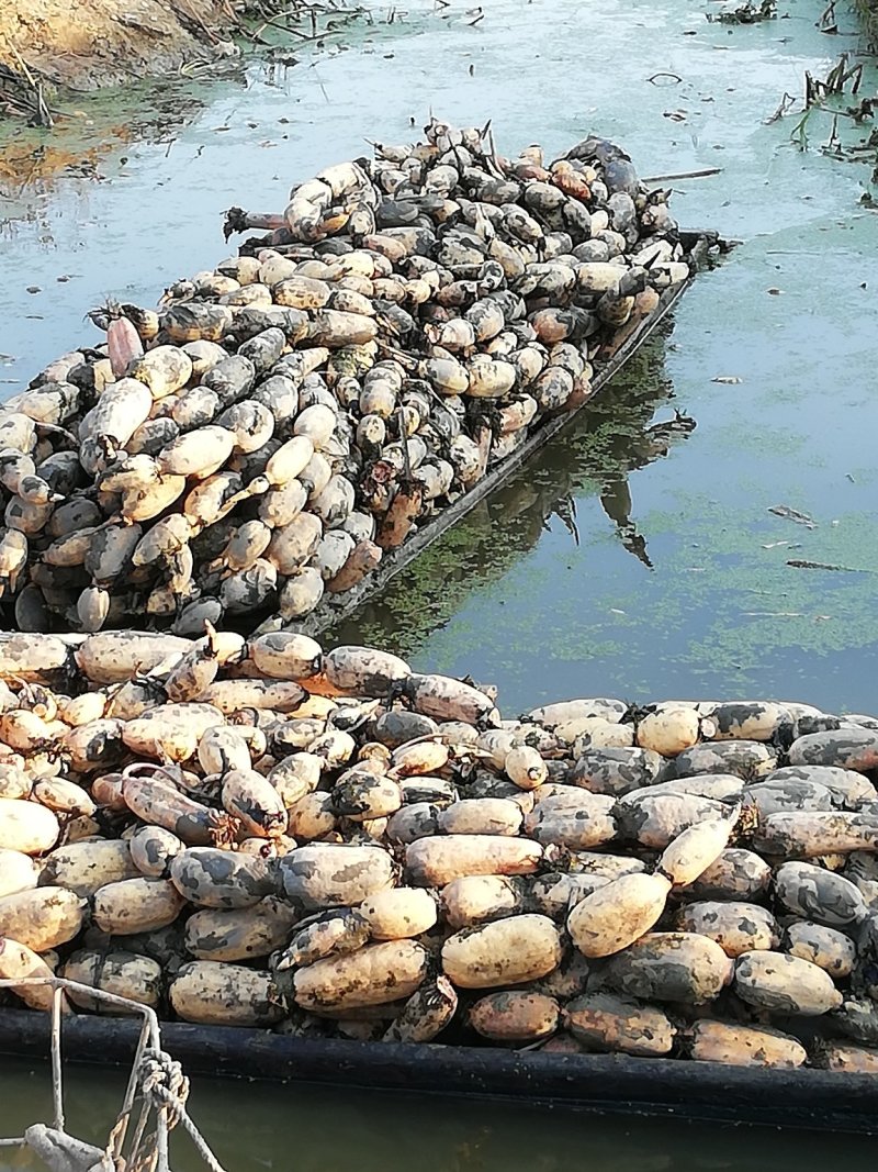 大量湖藕上市，需要采购的老板过来合作