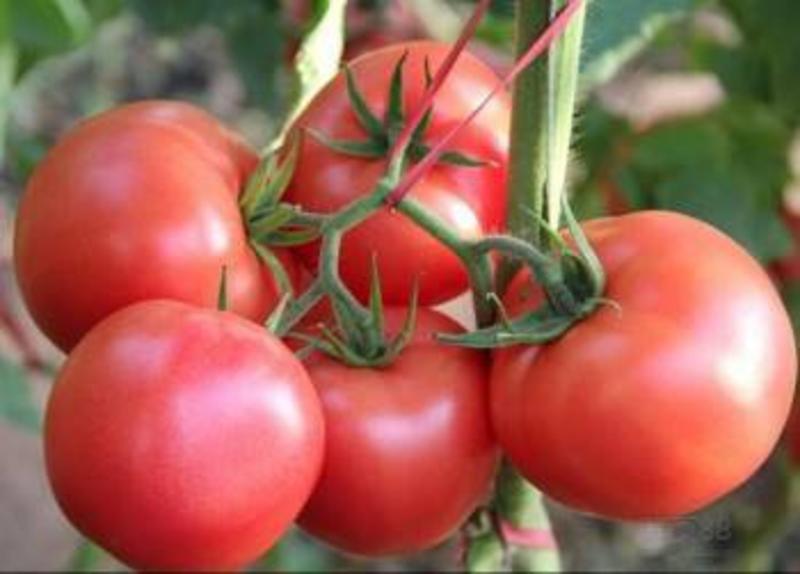 硬粉大红沙瓤【西红柿】大量上市产地价格便宜质量好