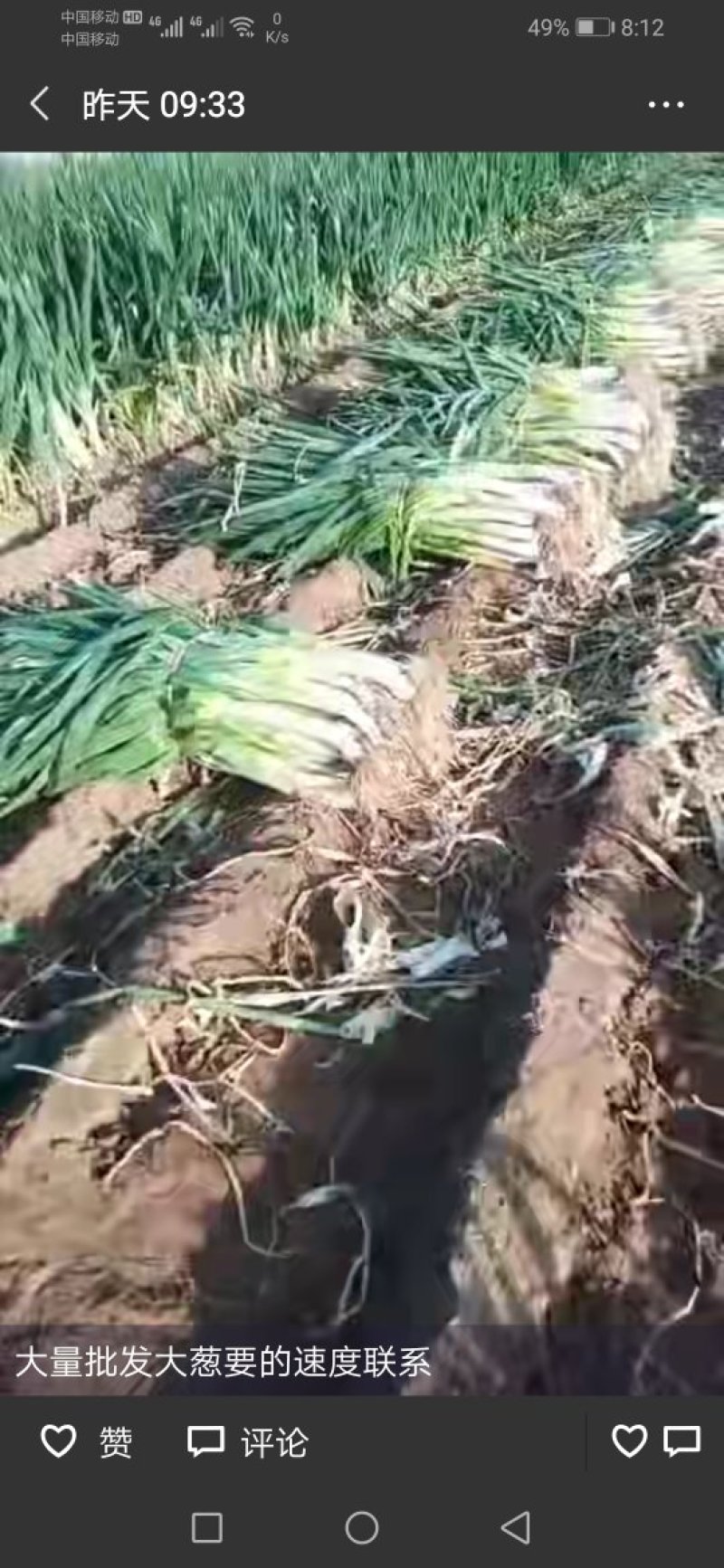 千亩大葱基地大置上市