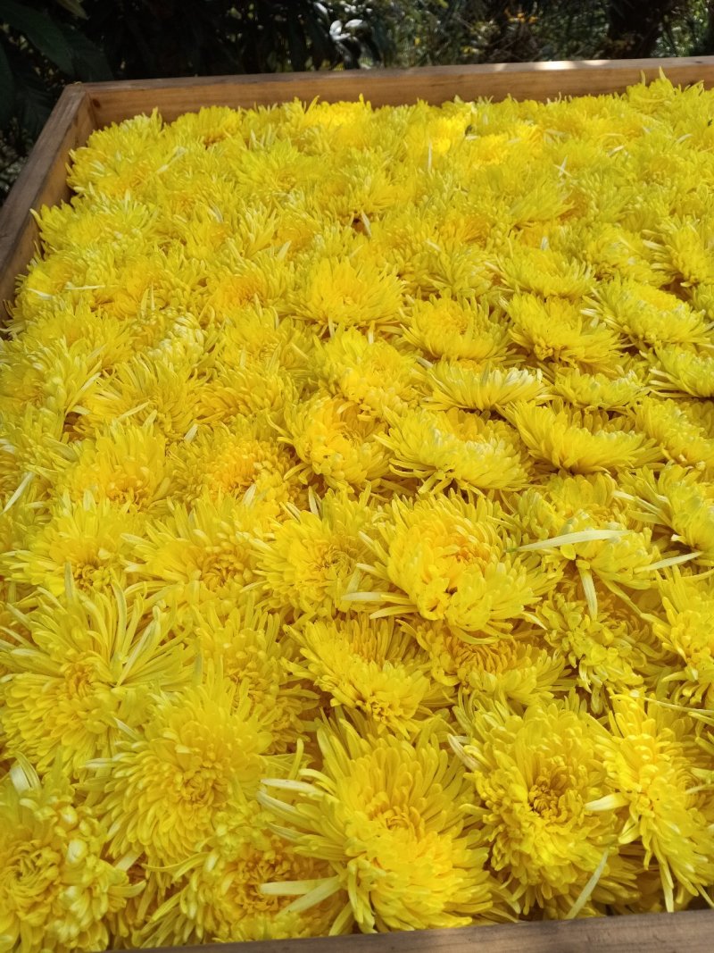 徽州金丝菊