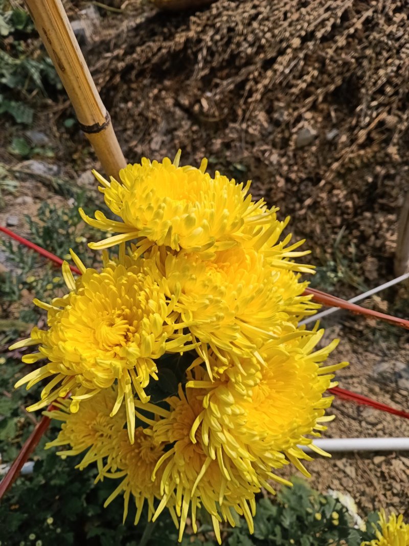 徽州金丝菊