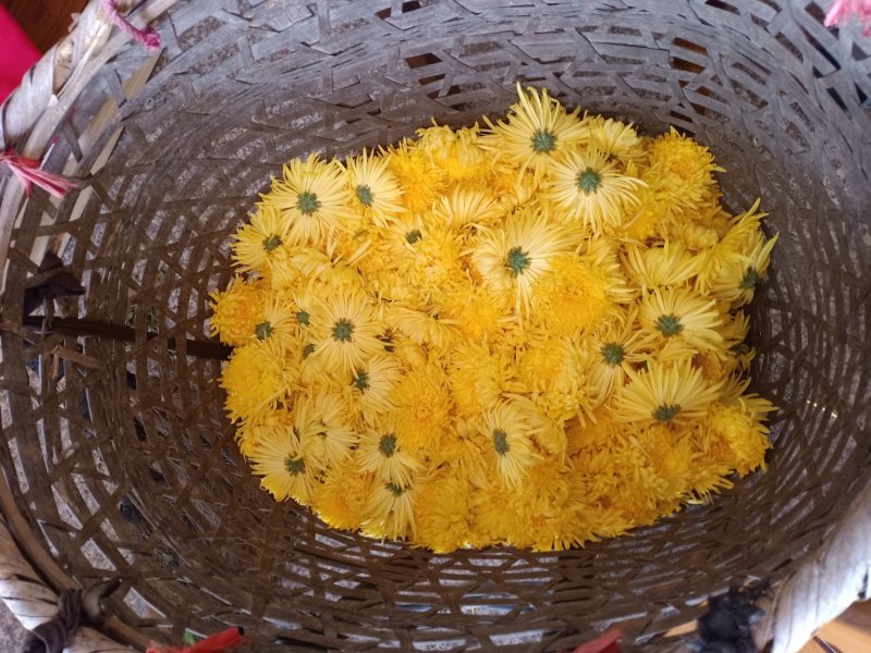 徽州金丝菊