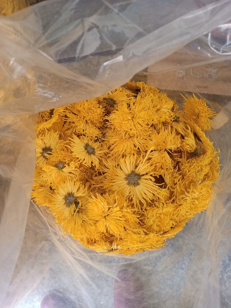 徽州金丝菊