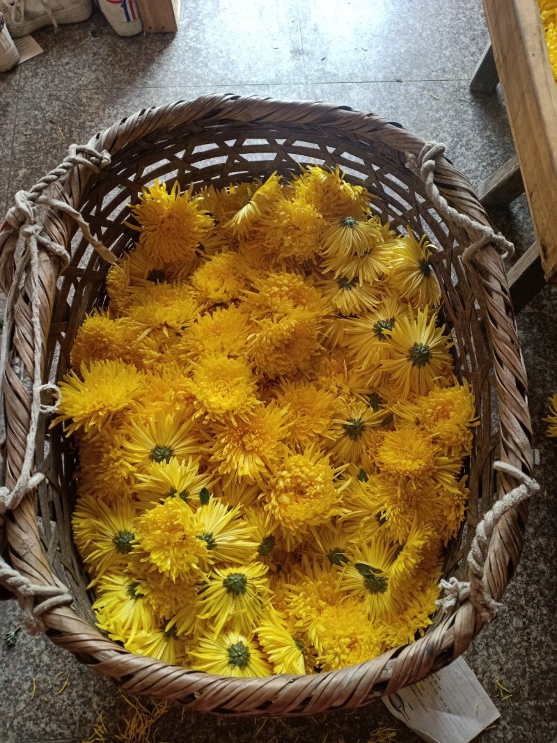 徽州金丝菊
