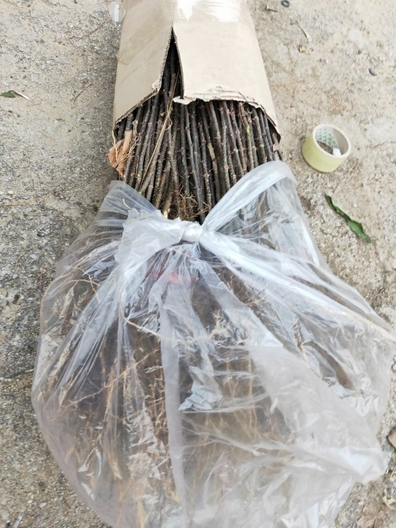 花椒苗无刺大红袍狮子头量大优惠根系发达保成活