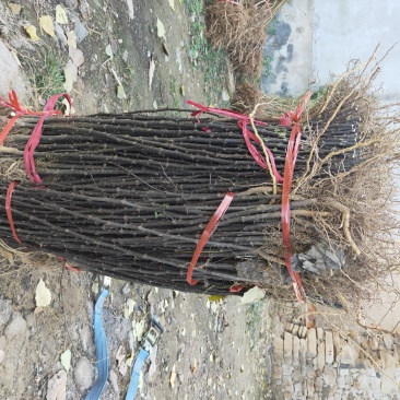 花椒苗无刺大红袍狮子头量大优惠根系发达保成活