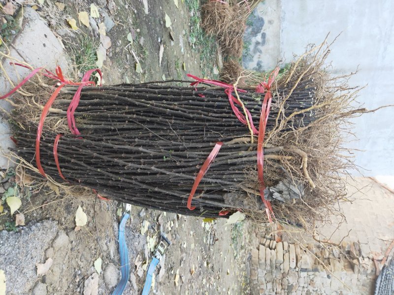 花椒苗无刺大红袍狮子头量大优惠根系发达保成活