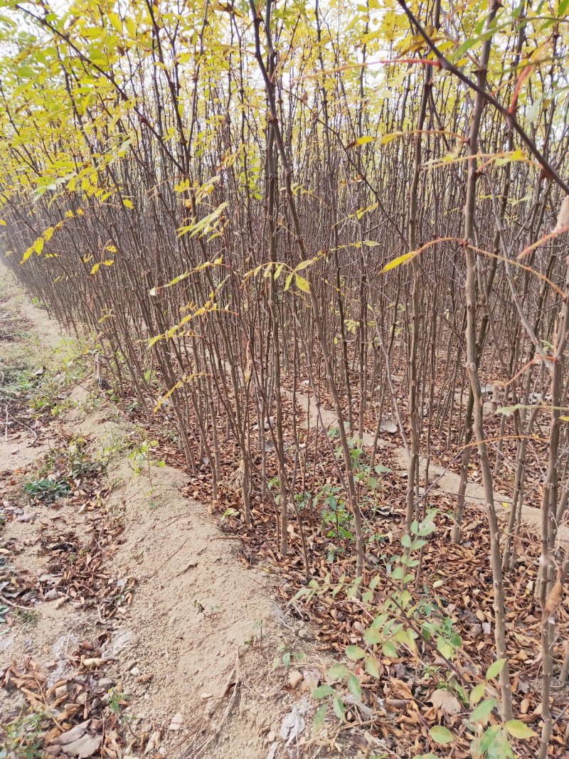 花椒苗无刺大红袍狮子头量大优惠根系发达保成活