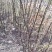花椒苗无刺大红袍狮子头量大优惠根系发达保成活