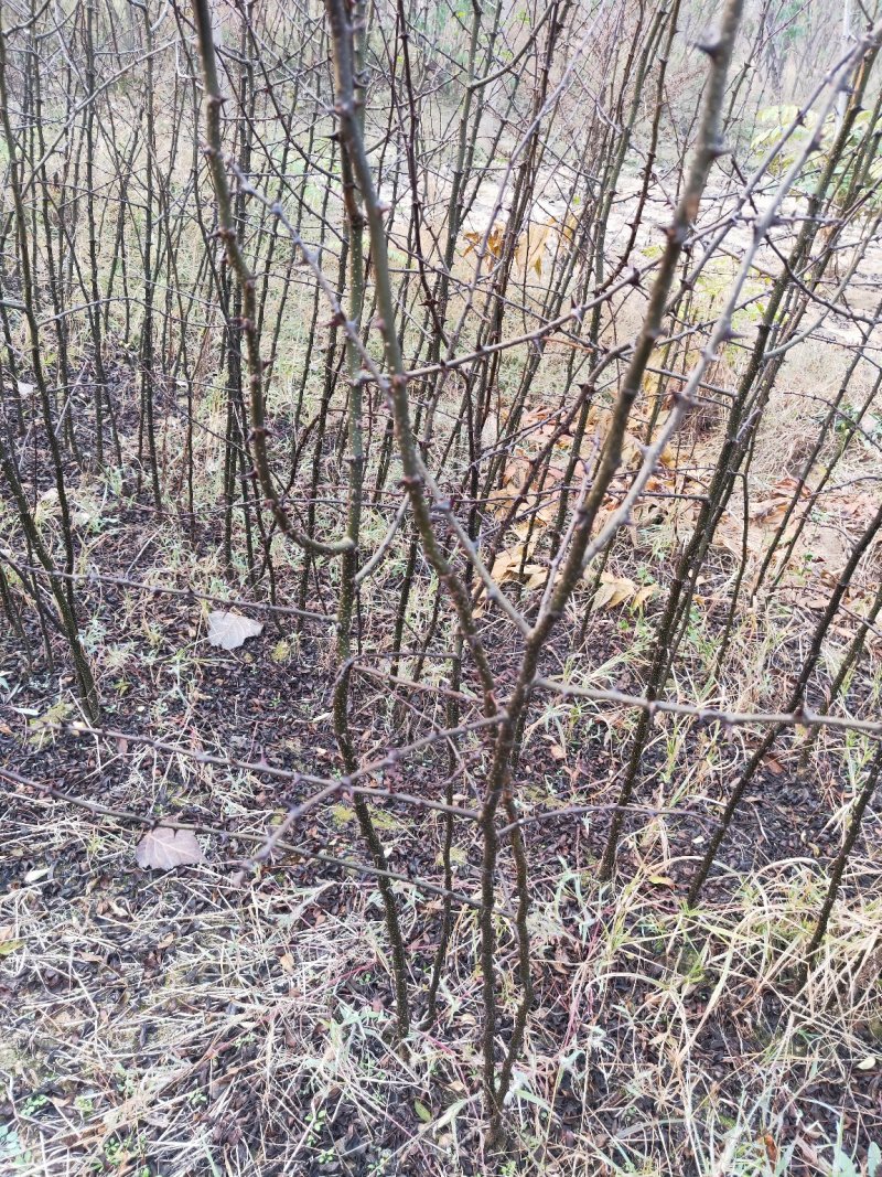 花椒苗无刺大红袍狮子头量大优惠根系发达保成活