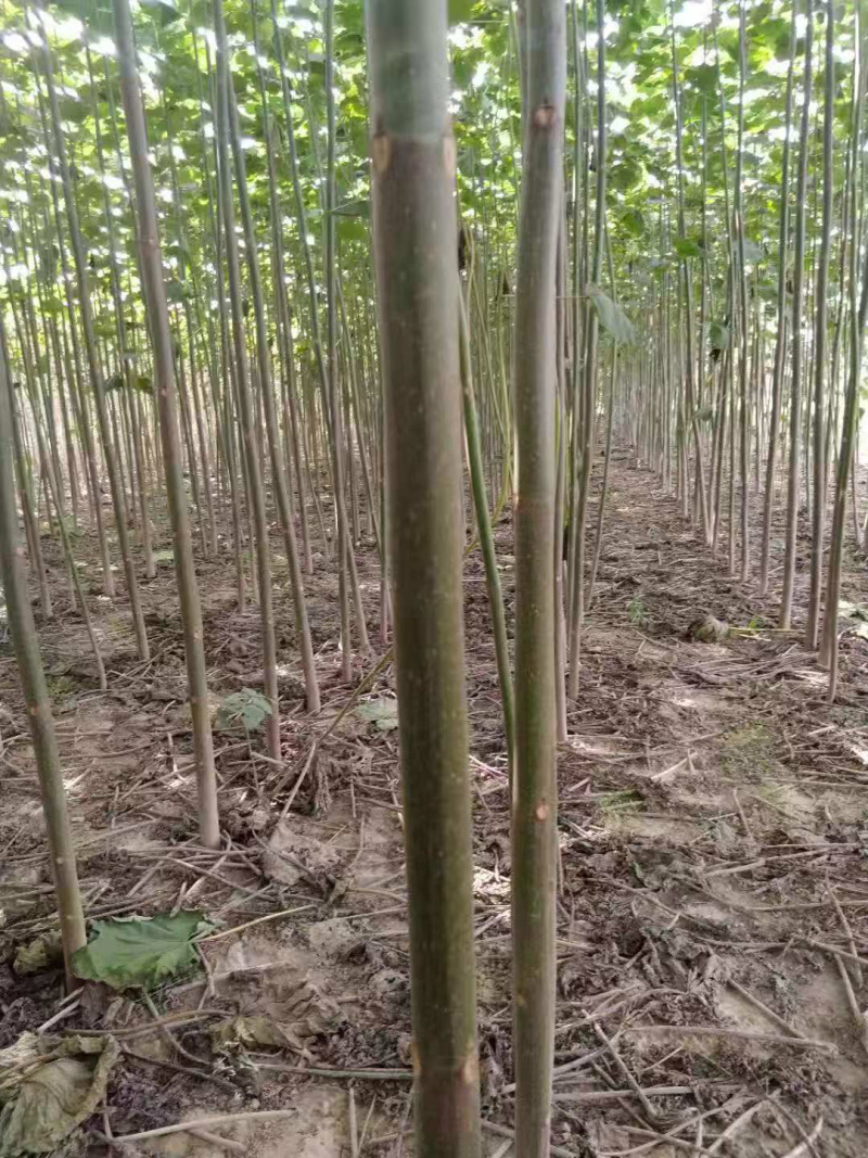 精品泡桐苗规格齐全价格优惠质量保证货源充足