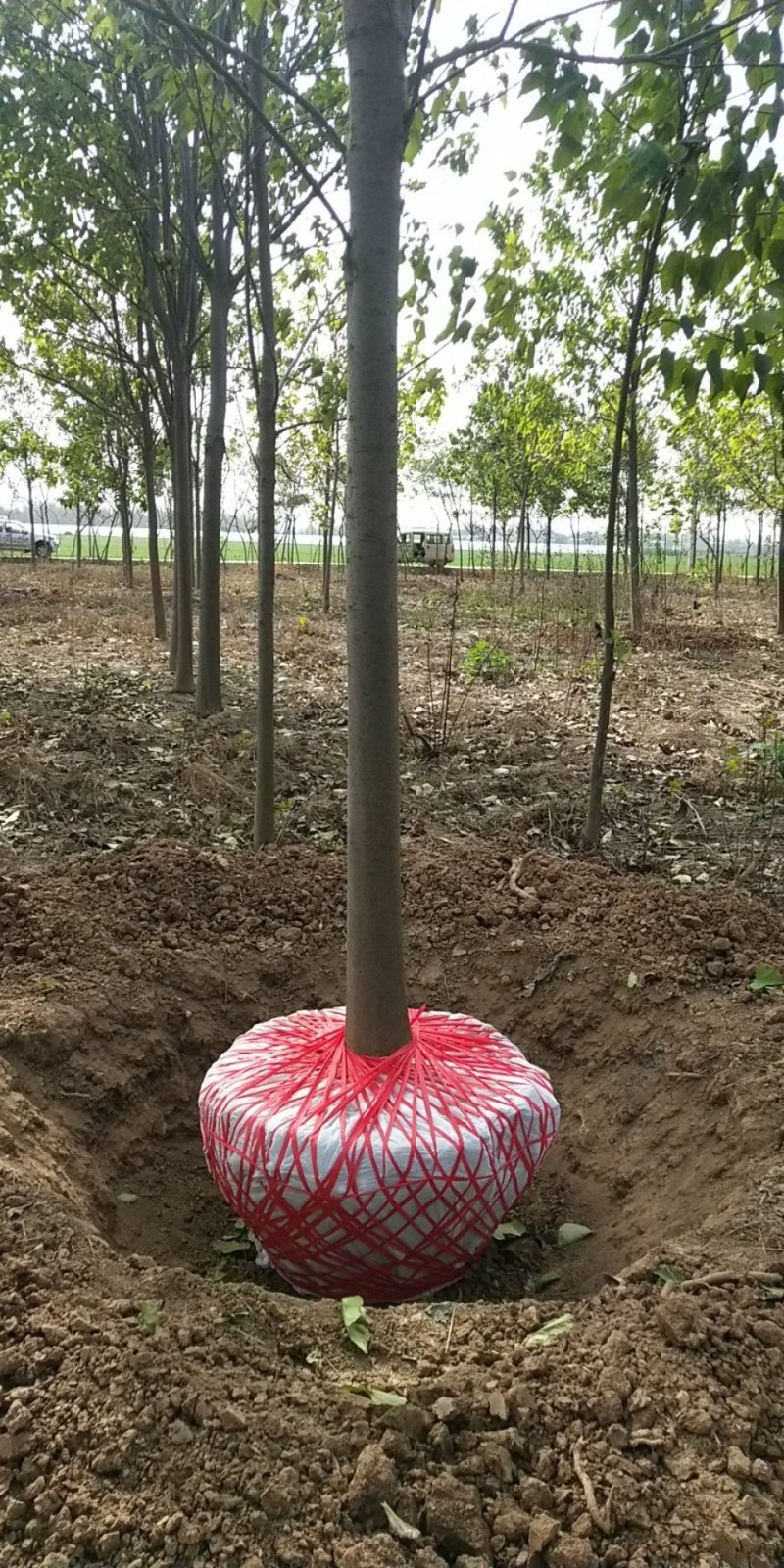 3到30公分精品楸树雄安标准