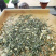 银针兰雪-茉莉花茶，饮之道，心知道。