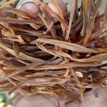 农家熟条黄花菜，手工挑拣，无任何添加，质量保证