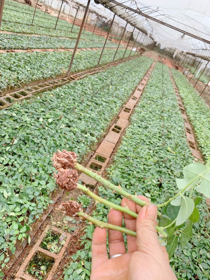 卡罗拉红玫瑰，大花月季苗，四季开花玫瑰花苗，云南基地发货
