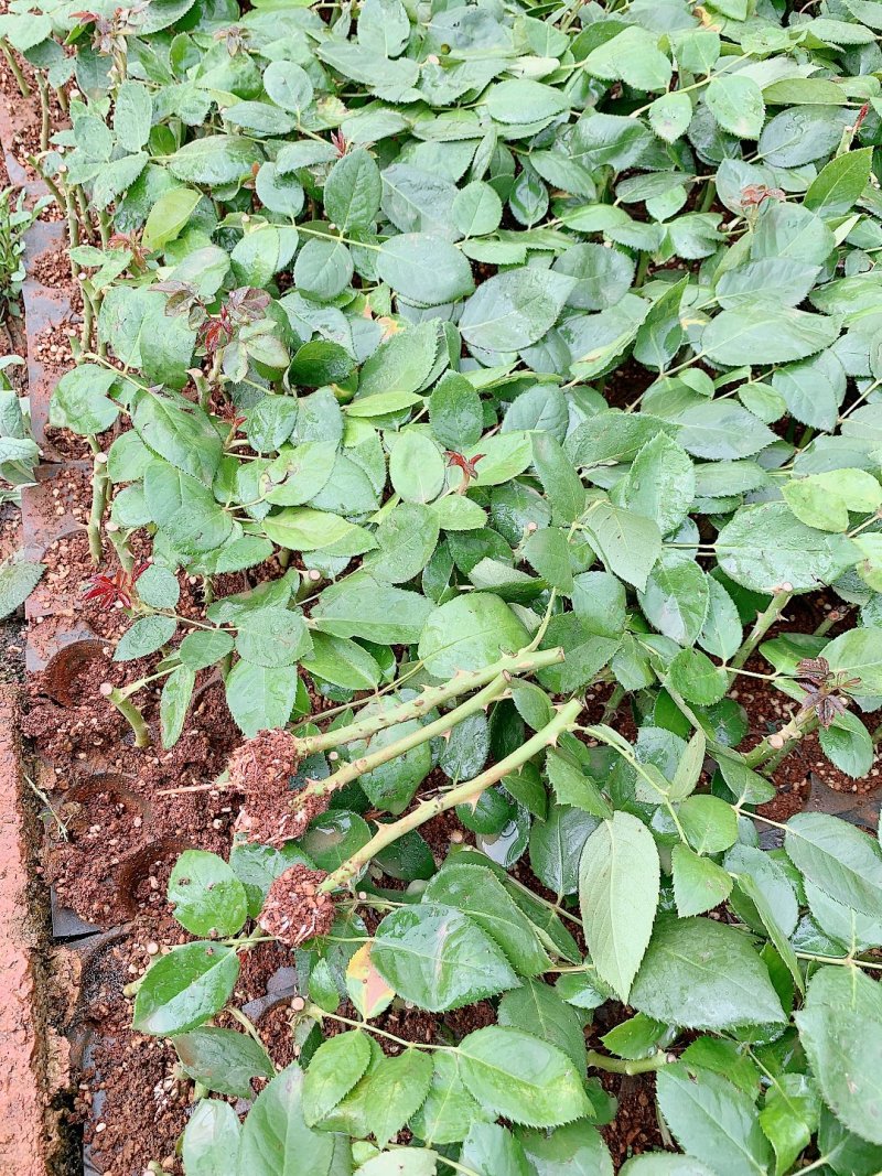 卡罗拉红玫瑰，大花月季苗，四季开花玫瑰花苗，云南基地发货