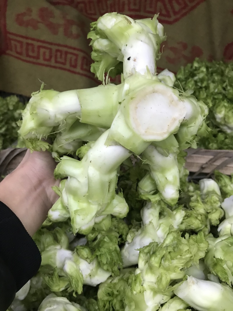 精品儿菜400亩。刚开园。自产自销，量大从优