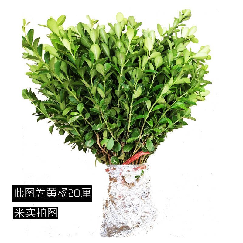 绿化苗黄杨苗室外小区绿化各种规格