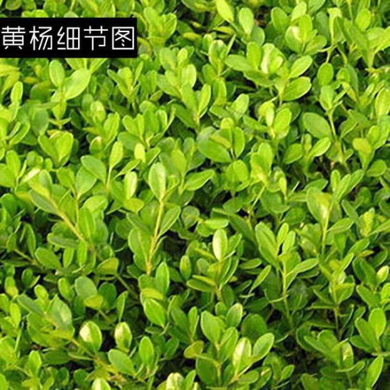 绿化苗黄杨苗室外小区绿化各种规格