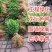 绿化苗黄杨苗室外小区绿化各种规格