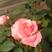 卡罗拉红玫瑰，大花月季苗，四季开花玫瑰花苗，云南基地发货