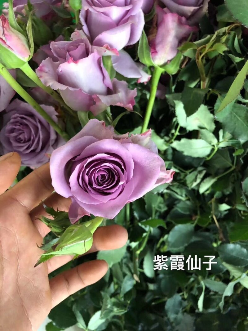 卡罗拉红玫瑰，大花月季苗，四季开花玫瑰花苗，云南基地发货