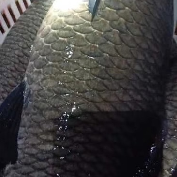 各种规格青鱼供应
