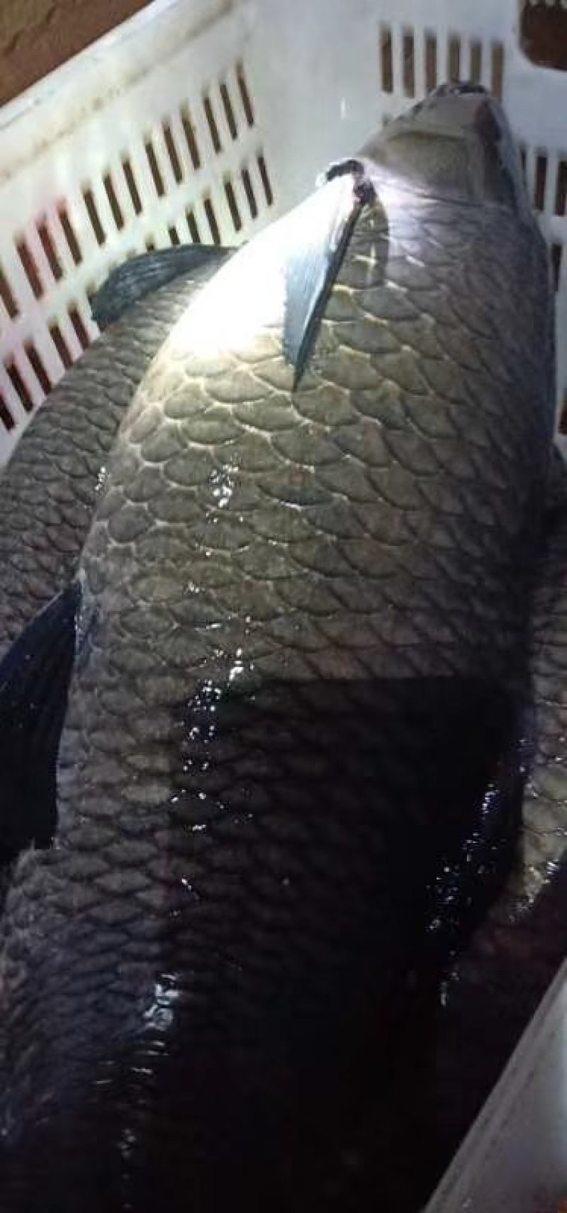 各种规格青鱼供应