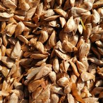 陕西凤县自产优质雪松子颗粒饱满发芽率高，全国供货。
