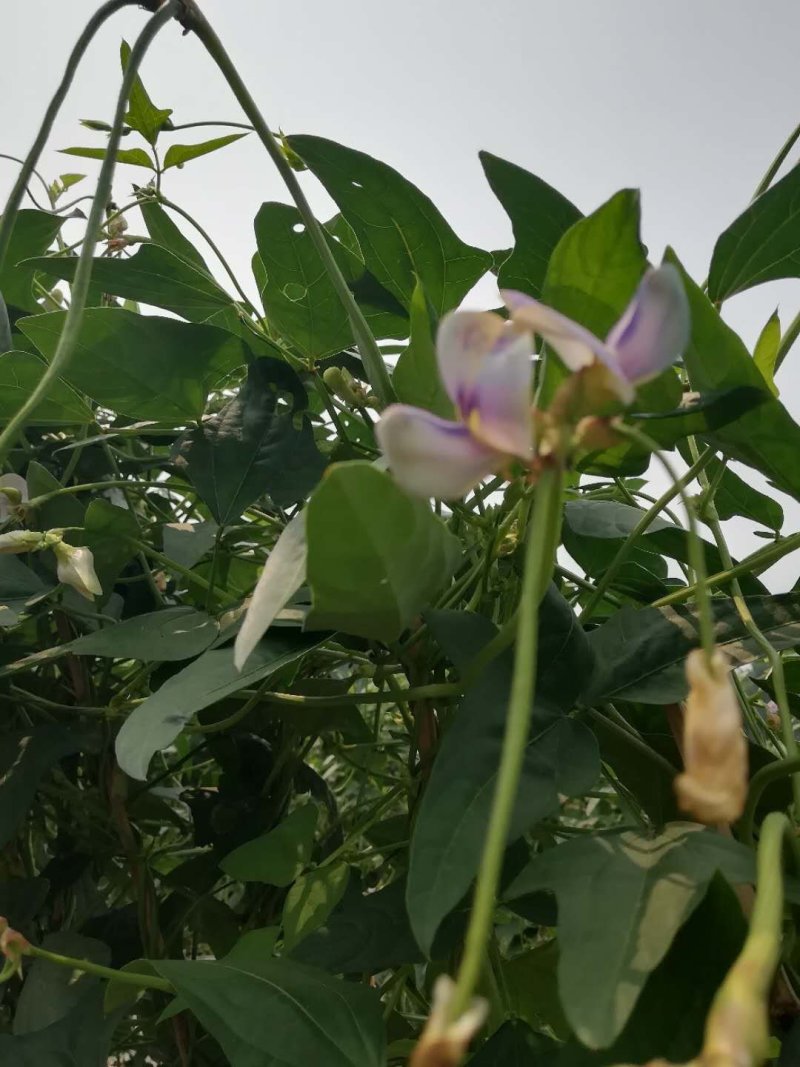 豆角种子翠绿色豇豆种