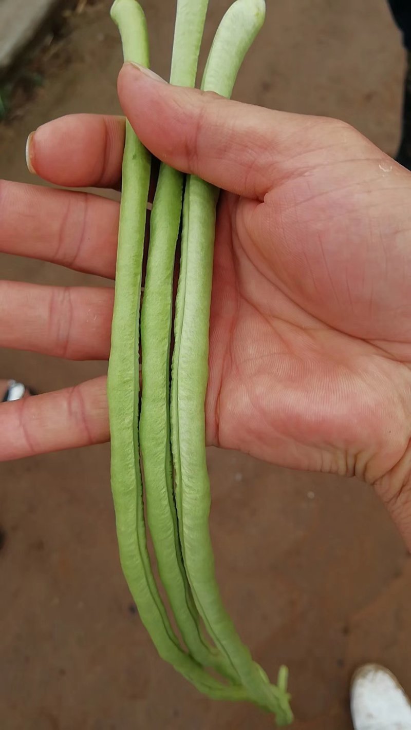 豆角种子翠绿色豇豆种