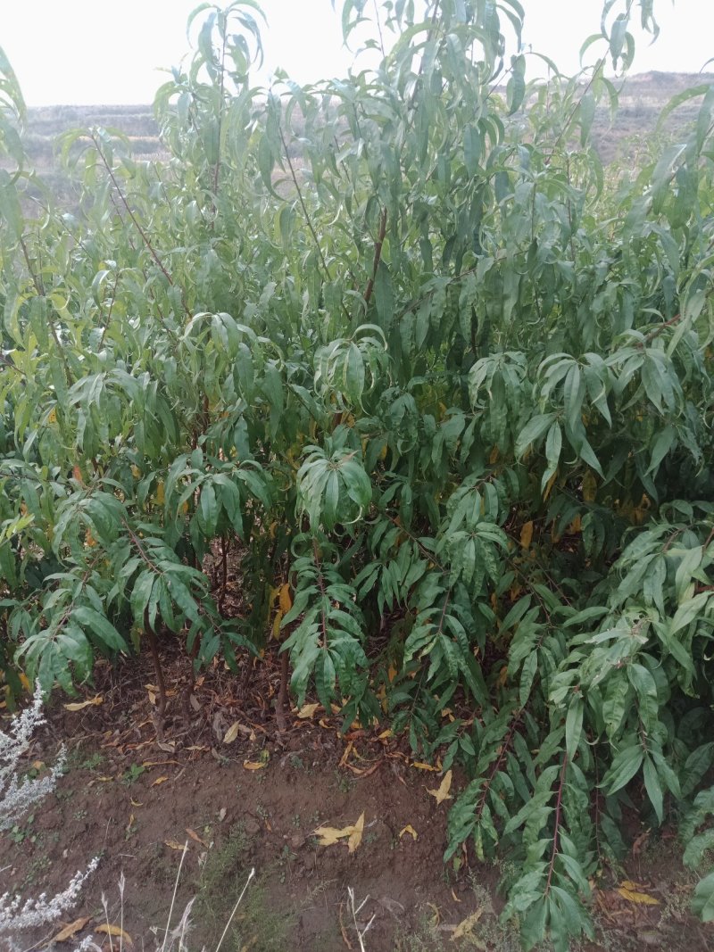银杏
