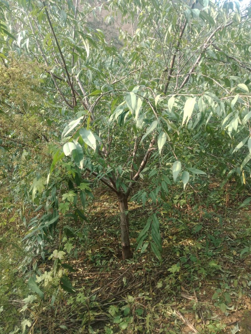 银杏