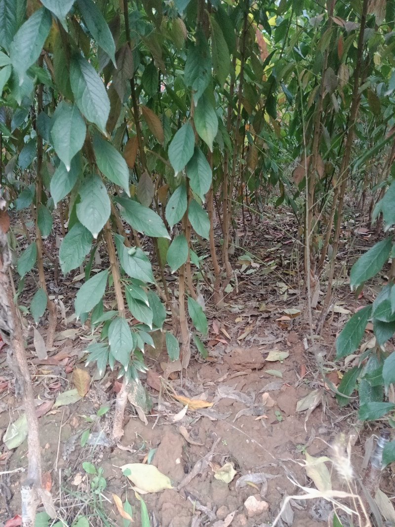 银杏