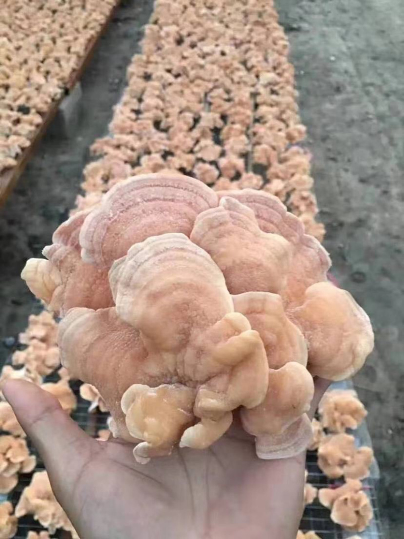 灵芝菇